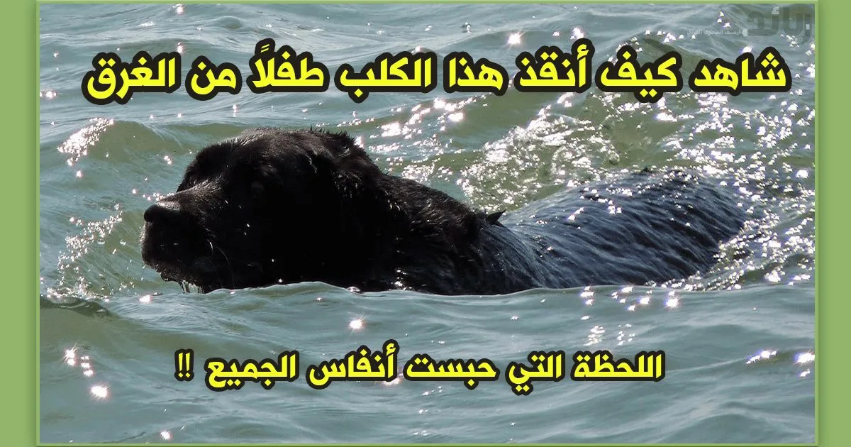 شاهد كيف أنقذ هذا الكلب طفلًا من الغرق – اللحظة التي حبست أنفاس الجميع