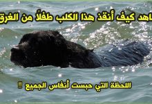 شاهد كيف أنقذ هذا الكلب طفلًا من الغرق – اللحظة التي حبست أنفاس الجميع