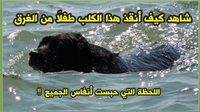 شاهد كيف أنقذ هذا الكلب طفلًا من الغرق – اللحظة التي حبست أنفاس الجميع